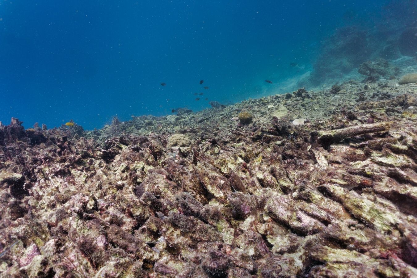 “Reef Safe” Isn’t Always Safe: What the New Lawsuit Means for You and Our Oceans