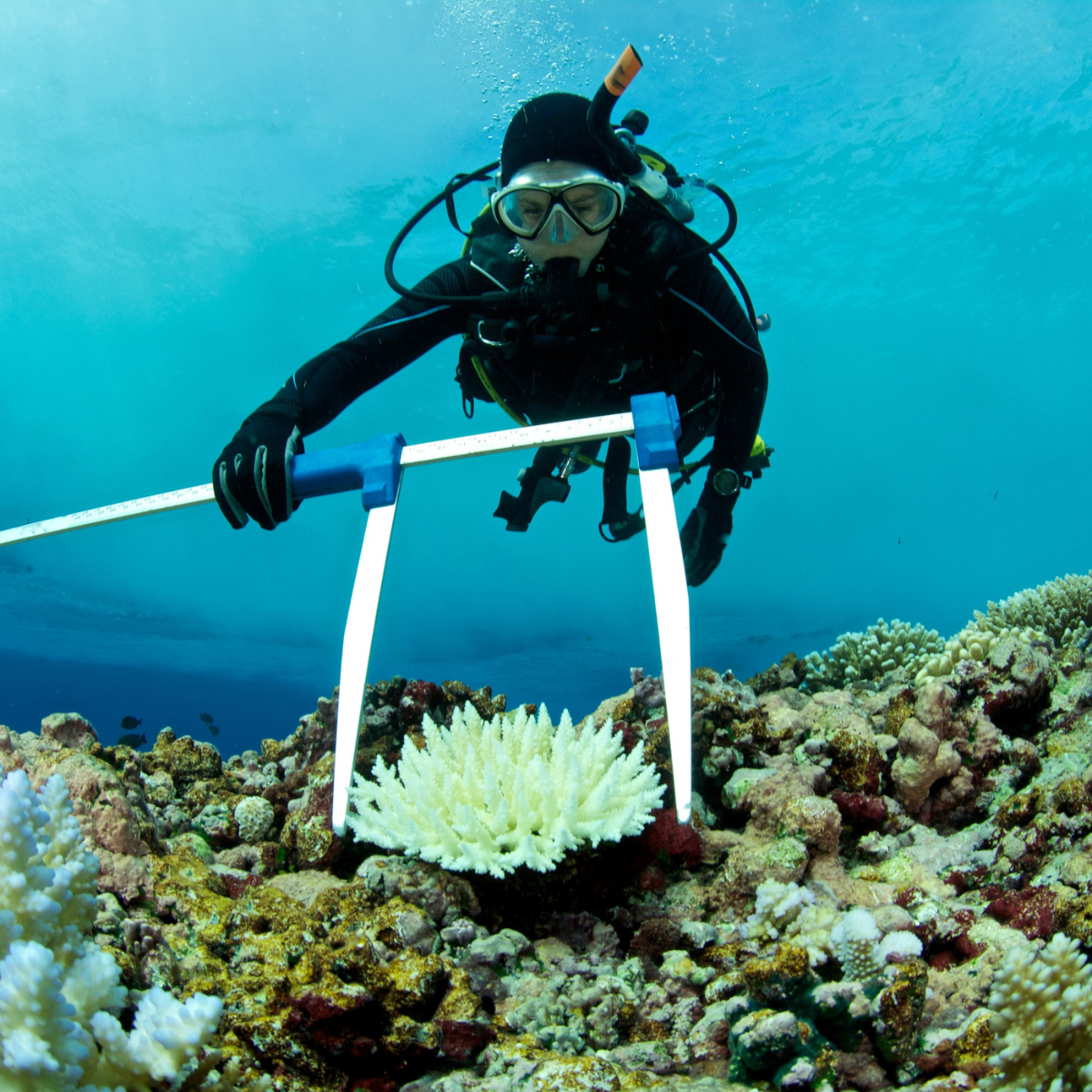 What Is Reef Safe Sunscreen?