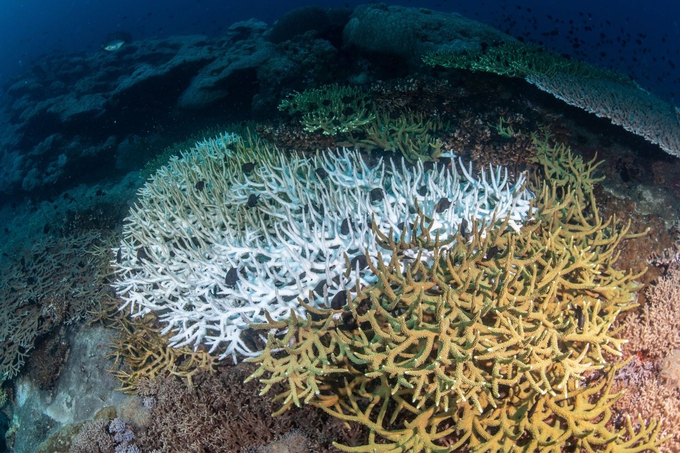 Why Reef Safe Sunscreen Isn’t Optional in 2025