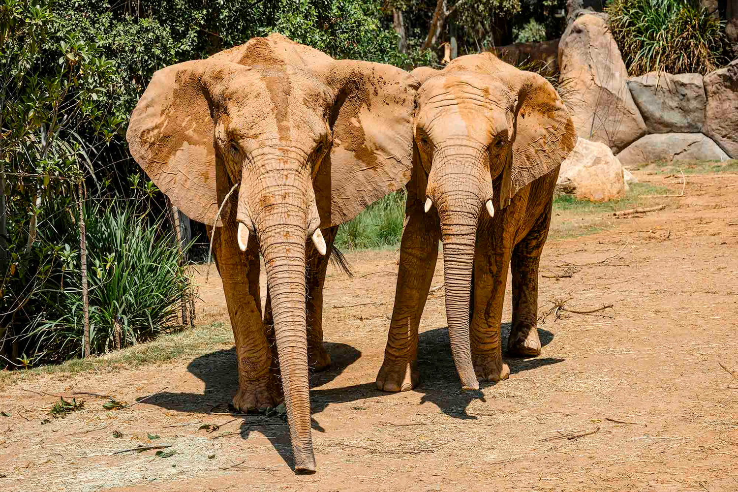 What is World Elephant Day?