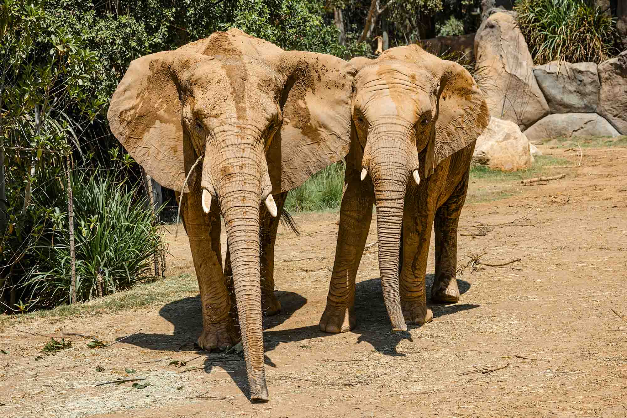 What is World Elephant Day?