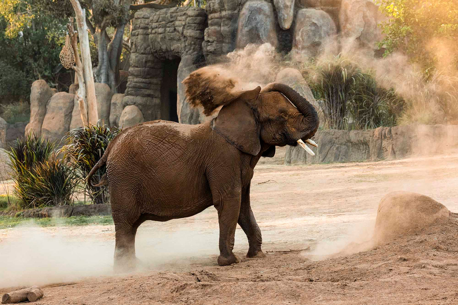 Do Elephants Wear Sunscreen?