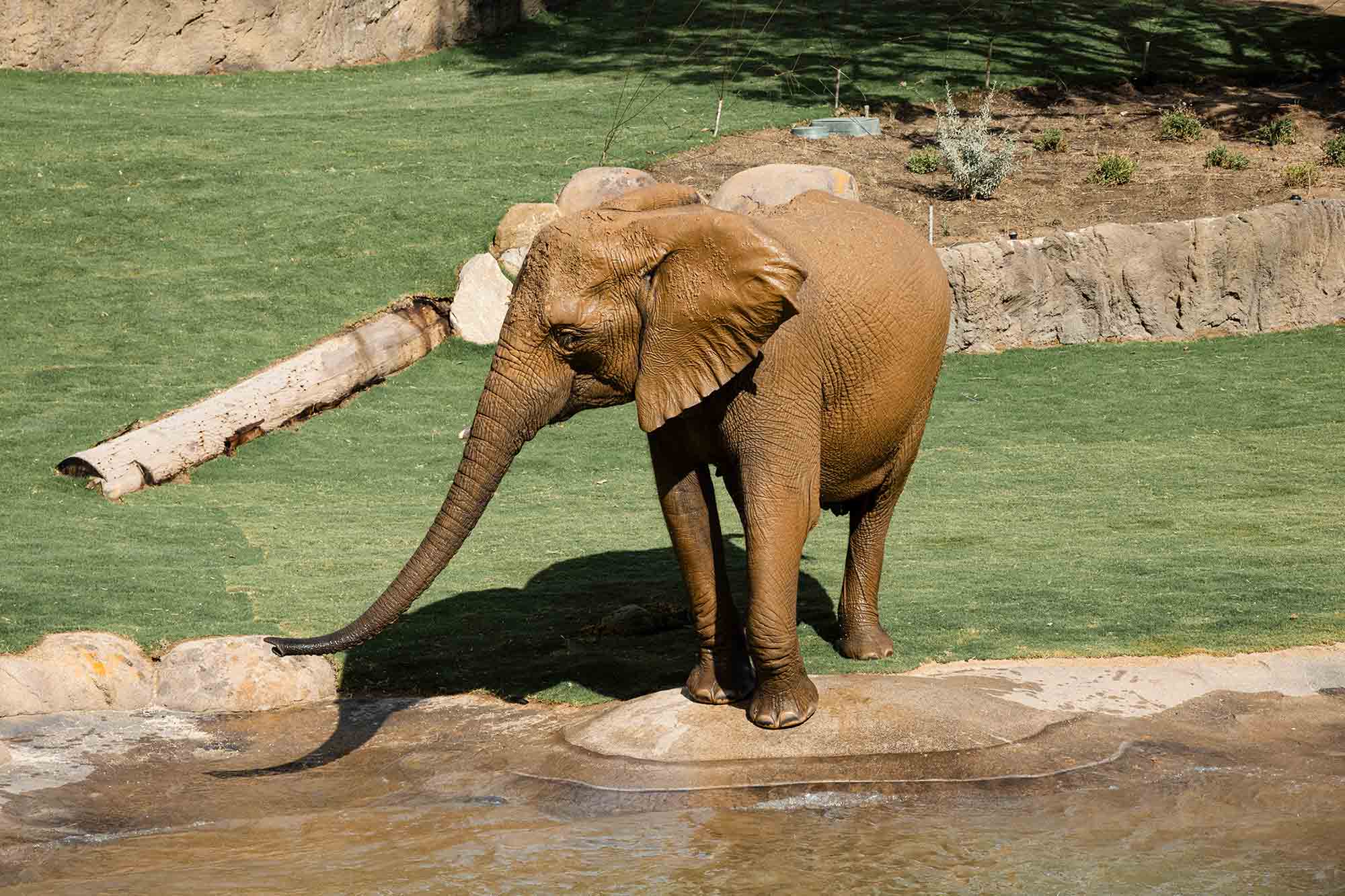 SUNMUD x San Diego Zoo Safari Park