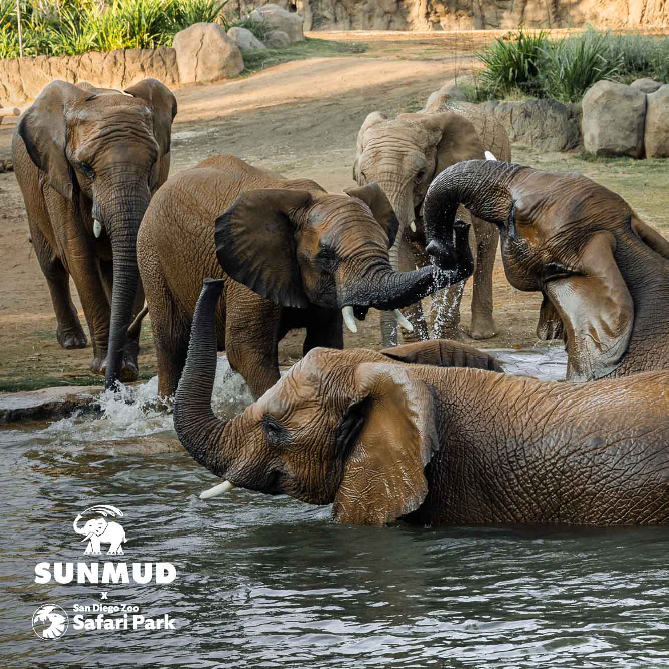 SUNMUD x Elephant Valley Safari Park Edition - Tinted Mineral Sunscreen - Sahara