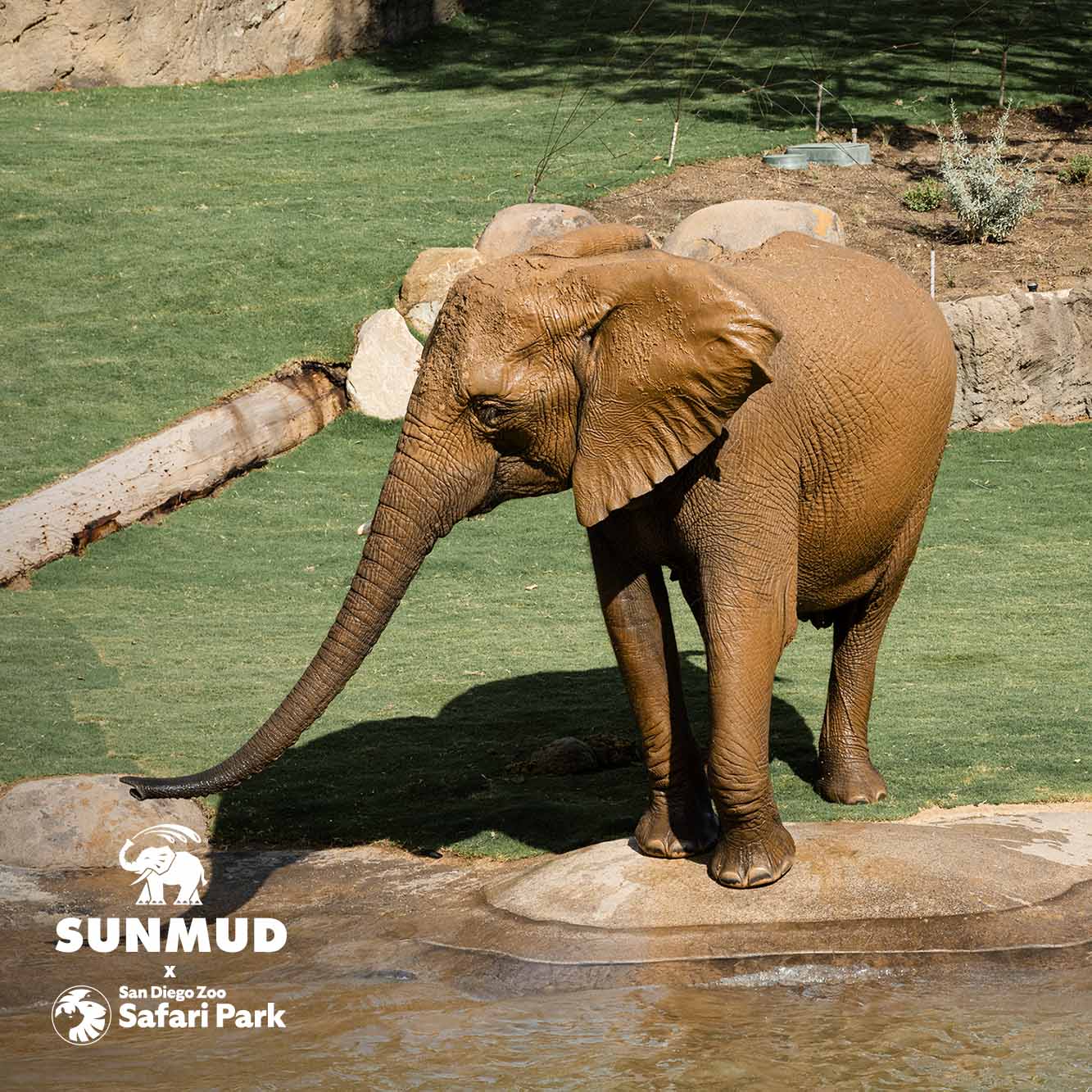 SUNMUD x Elephant Valley Safari Park Edition - Tinted Mineral Sunscreen - Terra