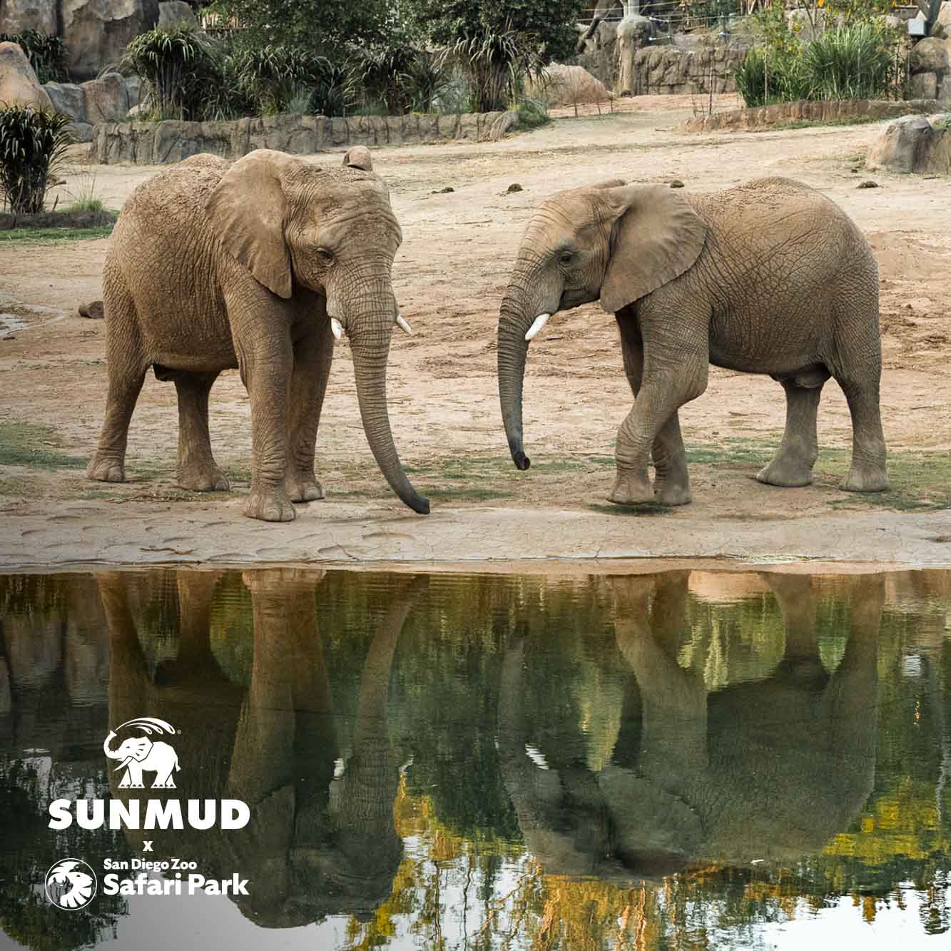 SUNMUD x Elephant Valley Safari Park Edition - Tinted Mineral Sunscreen - Sahara