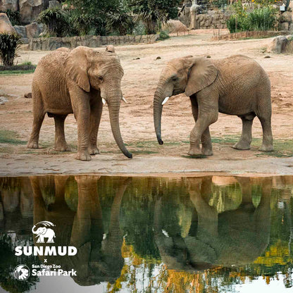 SUNMUD x Elephant Valley Safari Park Edition - Tinted Mineral Sunscreen - Sahara